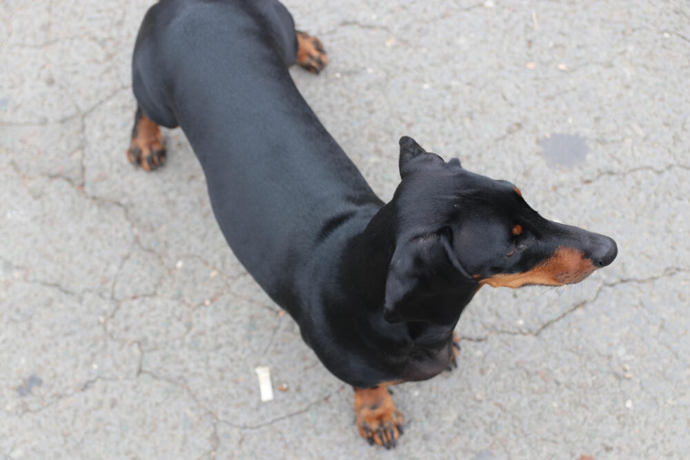 Jazavičar, Espreso ljubimac