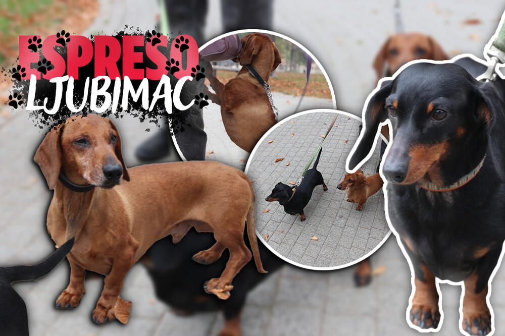 MARČELO I ANĐA SU NAJBOLJI PRIJATELJI: Dva preslatka JAZAVIČARA su NERAZDVOJNI, svuda idu ZAJEDNO! (FOTO)