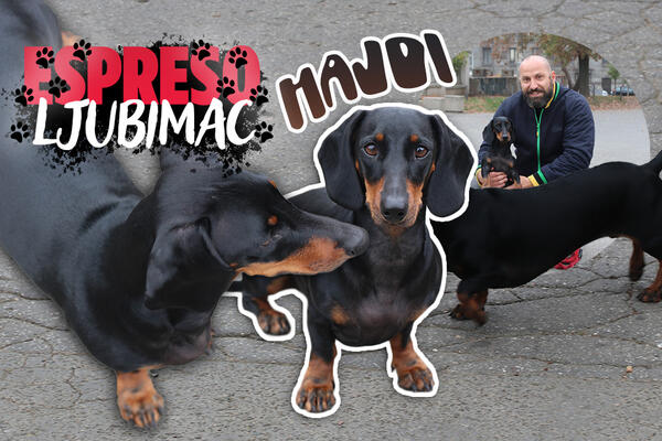 OBOŽAVA LJUDE I DECU, I IMA VEOMA IZRAŽENO SVOJE "JA": Upoznajte Hajdi - blesavu viršlicu VELIKOG SRCA! (FOTO)