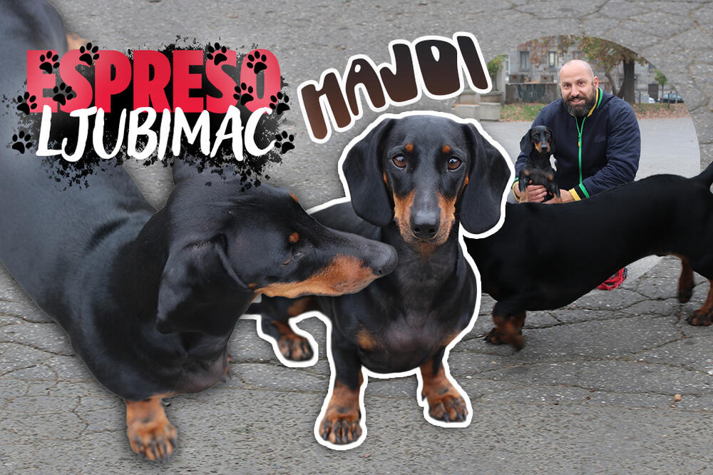 OBOŽAVA LJUDE I DECU, I IMA VEOMA IZRAŽENO SVOJE "JA": Upoznajte Hajdi - blesavu viršlicu VELIKOG SRCA! (FOTO)