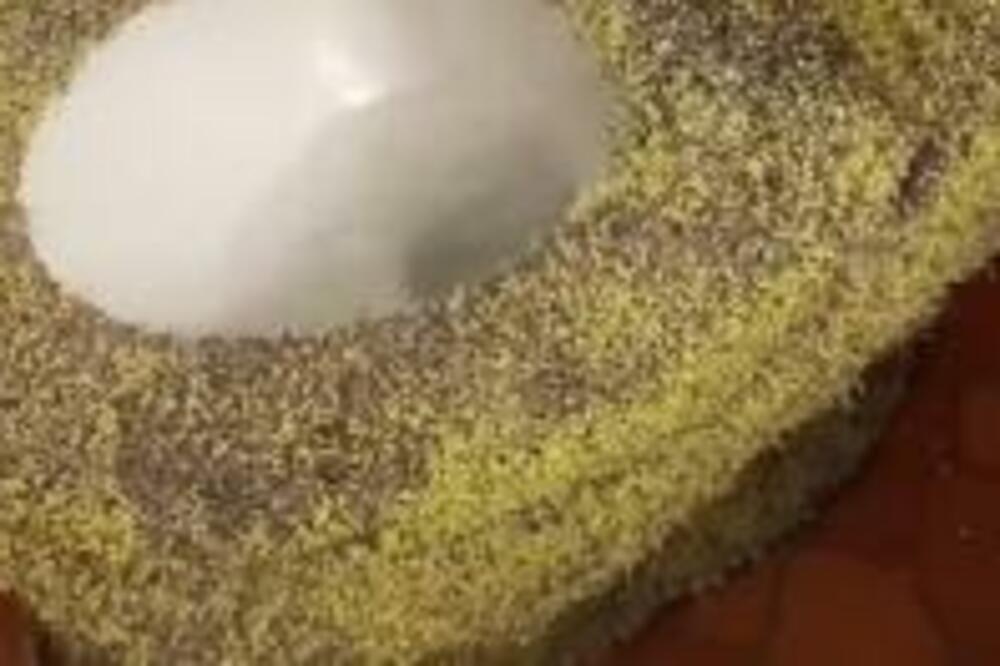 ZASADILA JE ČIA SEMENKE NA WC ŠOLJI: Ljudi u NEVERICI gledali ŠTA RADI, a par dana KASNIJE ZATEKLA je OVO (VIDEO)