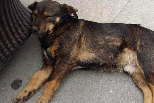 KAŽU DA JE GOJKO NAJVEĆI ŠMEKER NA UBU: Vlasnici kafića su napravili pravu FEŠTU, ovako se VOLI PAS (FOTO)