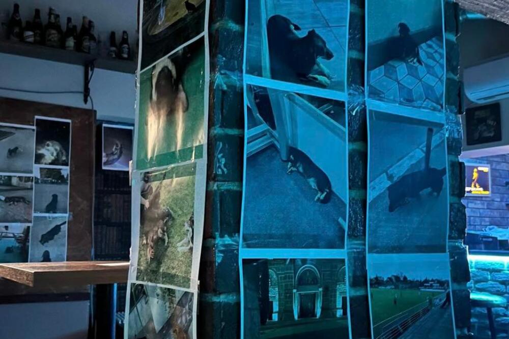 PSI NAPALI ČOVEKA U GROCKOJ! Šokantana situacija: Čovek se popeo na krov automobila! (VIDEO)