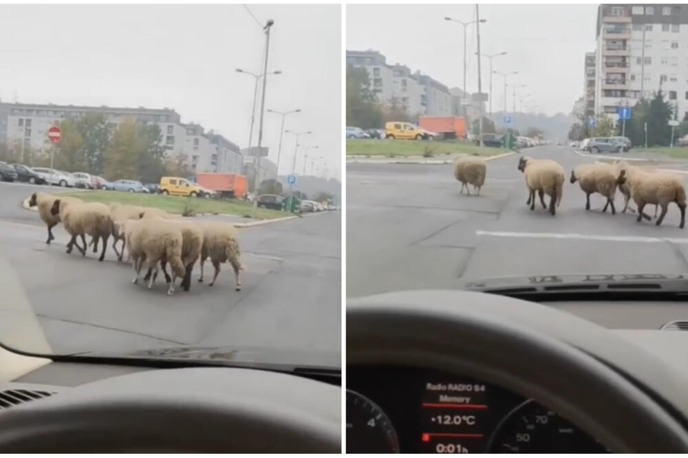 NOVOBEOGRAĐANI, OPREZ! Ovog jutra možete naleteti na NJIH, razmilele kao da su NA PAŠNJAKU (VIDEO)