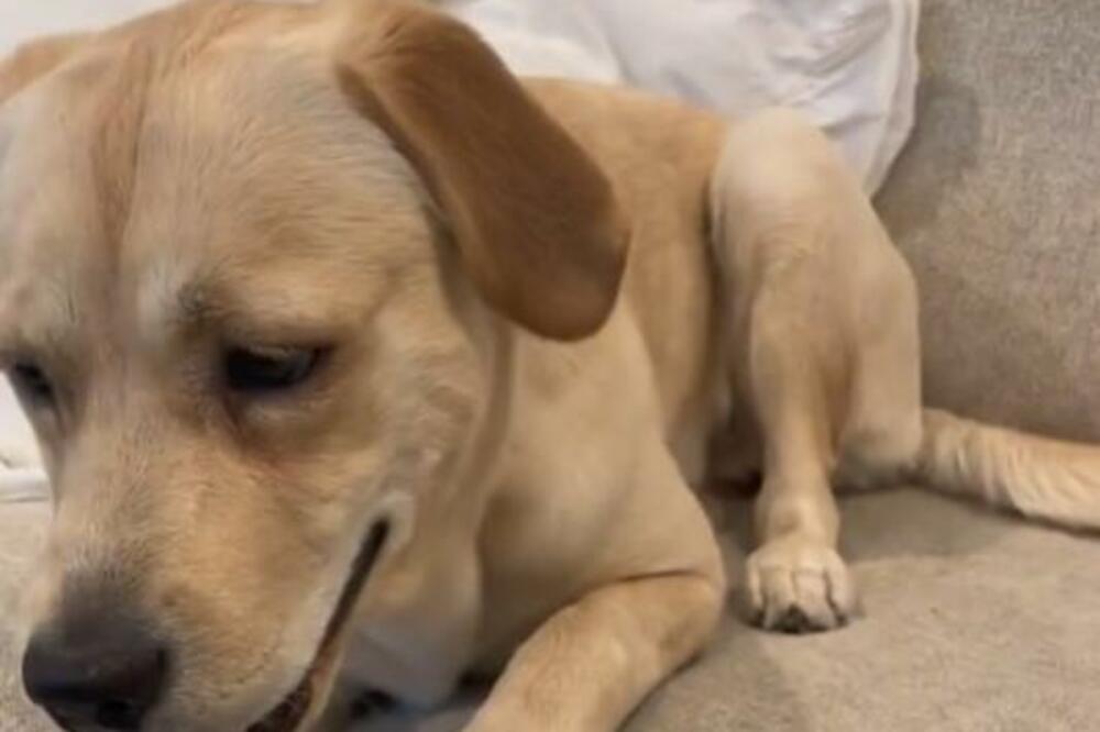 PAS POJEO PREKO 250.000 DINARA: Našao ih na stolu pa se počastio, ovo mu je NAJSKUPLJI OBROK do sada