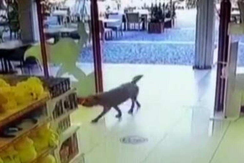 PSI NONŠALANTNO UŠETALI U RADNJU I URADILI ŠOKANTNU STVAR: Ljudi se hvataju za glavu, KAMERE SVE SNIMILE (VIDEO)