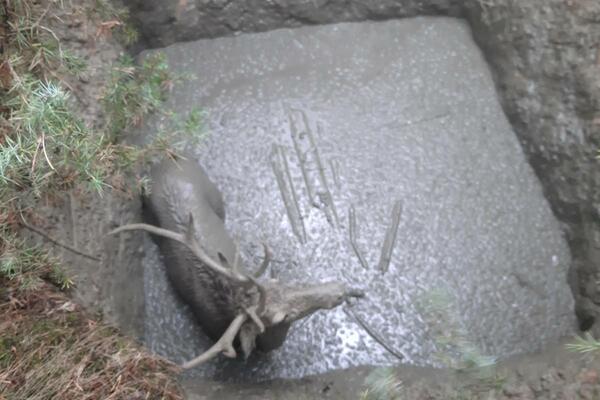 LOVCI NADOMAK PRIJEPOLJA ZATEKLI JEZIV PRIZOR U RUPI: "Mogao se udaviti u živom blatu svakog trenutka" (FOTO)