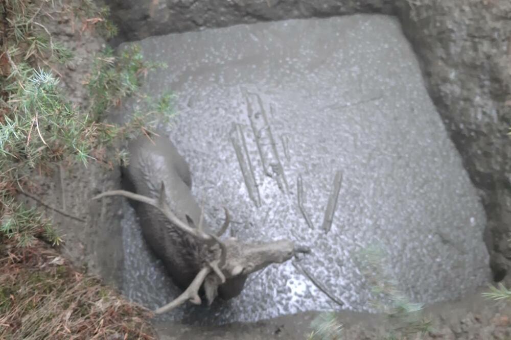 LOVCI NADOMAK PRIJEPOLJA ZATEKLI JEZIV PRIZOR U RUPI: "Mogao se udaviti u živom blatu svakog trenutka" (FOTO)