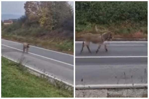 MAGARAC BLOKIRAO MAGISTRALNI PUT KOD KRALJEVA: Šeta po sredini bez problema, GLEDAJTE SAMO (VIDEO)