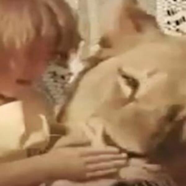 LAVA čuvali kao kućnog ljubimca, a onda je RASTRGAO dete pred očima majke: Upozorenje, UZNEMIRUJUĆE (VIDEO)