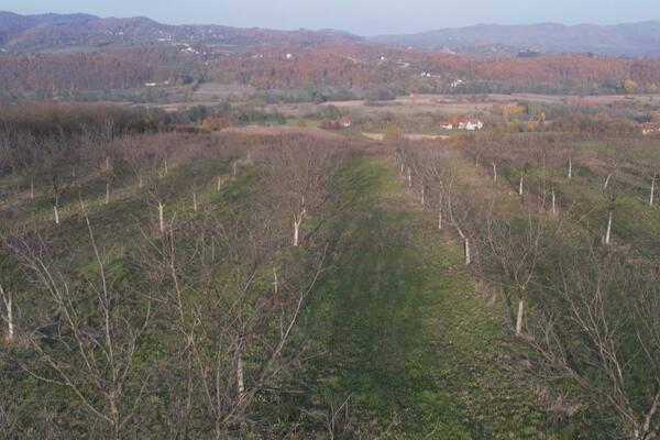 Za kilogram ove voćke se uzima 1.500 dinara: Četiri tone po hektaru, prinos odličan, prvi rod stiže na jesen