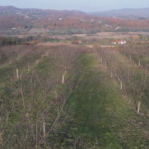 Za kilogram ove voćke se uzima 1.500 dinara: Četiri tone po hektaru, prinos odličan, prvi rod stiže na jesen
