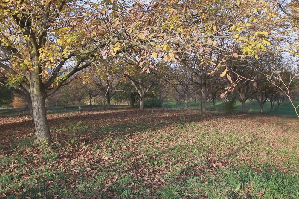 Ovo drvo ni u ludilu nemojte saditi blizu kuće! Staro verovanje kaže da navlači nesreću i ZLU KRV, odmah ga secite!