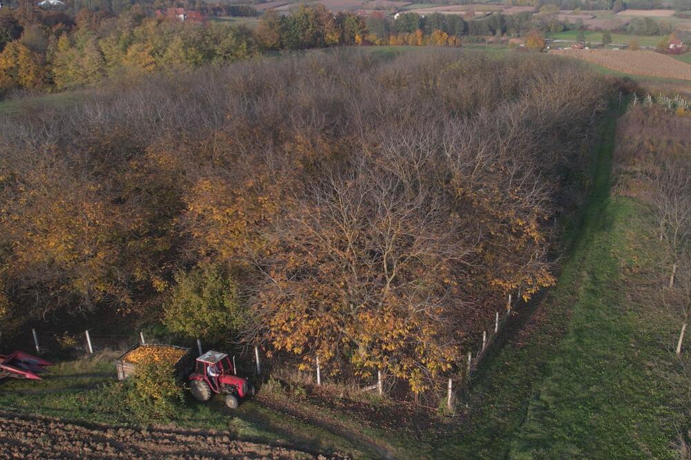 AKO POSADITE NEKO OD OVIH DRVEĆA U DVORIŠTU, NE ČEKA VAS NIŠTA DOBRO: Veruje se da privlače zlo i tugu