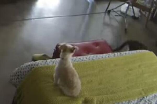 KOMŠIJE SU IM SE ŽALILE NA PSA DOK SU ONI ODSUTNI: Postavili su kameru, a snimak ih je ŠOKIRAO (VIDEO)