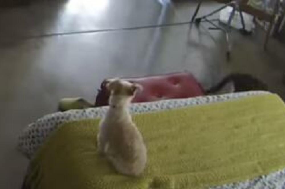 KOMŠIJE SU IM SE ŽALILE NA PSA DOK SU ONI ODSUTNI: Postavili su kameru, a snimak ih je ŠOKIRAO (VIDEO)