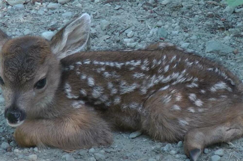 ZAUSTAVIO JE KAMION JER JE MISLIO DA JE LANE POVREĐENO: Kada mu je prišao, usledilo je pravo IZNENAĐENJE (VIDEO)