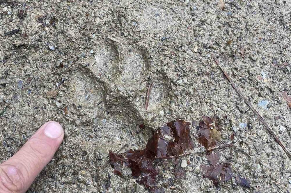 MASAKR KOD KOSJERIĆA: Lovci zatekli JEZIV PRIZOR! (FOTO)