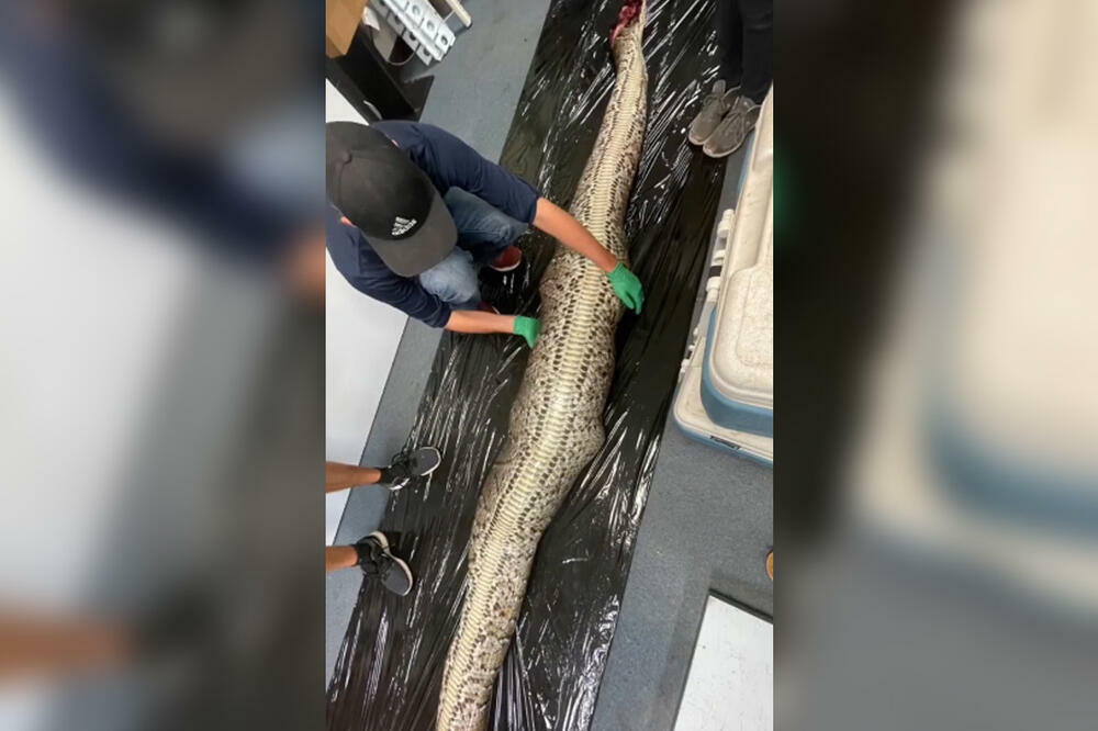 NISU MOGLI DA VERUJU ŠTA IZVLAČE IZ PITONA: Znali su da je nešto veliko, ovo niko nije OČEKIVAO! (VIDEO)