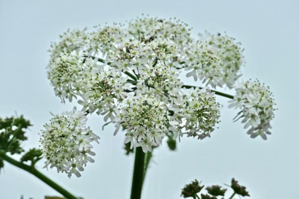 STAVITE OVU BILJKU ISPRED ULAZNIH VRATA I DOGODIĆE SE ČUDO: Evo šta će UĆI u VAŠU KUĆU