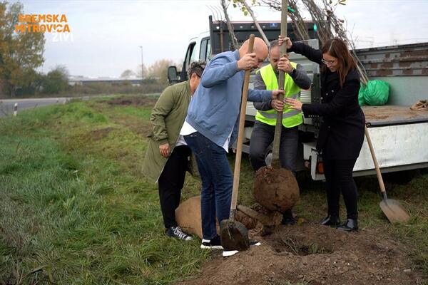 POČELO JE VELIKO OZELENJAVANJE SREMSKE MITROVICE: Sjajan poduhvat za ZELENIJI GRAD!