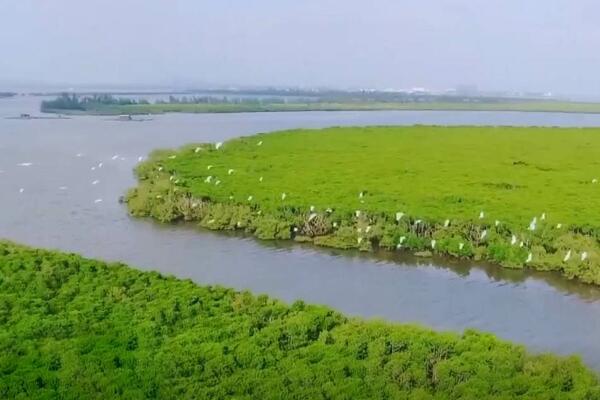 Više od polovina kineskih mangrovskih šuma pod zaštitom