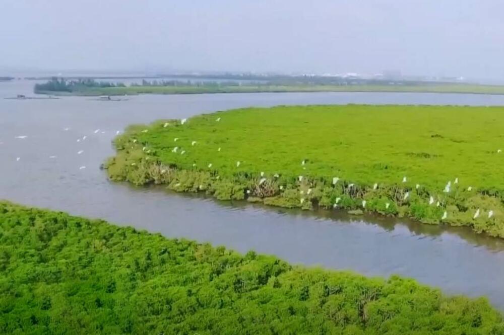 Više od polovina kineskih mangrovskih šuma pod zaštitom