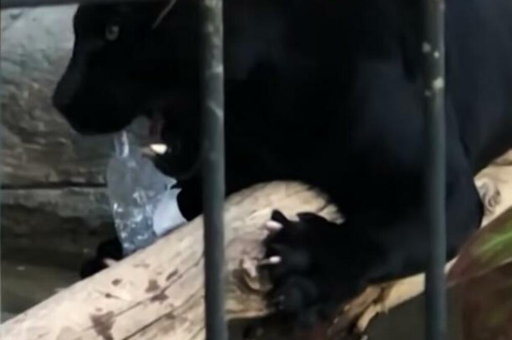 OVA ŽENA JE PREŽIVELA NAPAD CRNOG PANTERA, OD NJEGA STRAHUJE CELA SRBIJA! Užasno šta joj je uradio! (VIDEO)