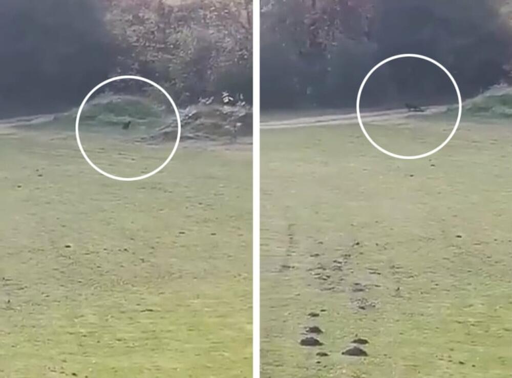 Usnimljen crni panter