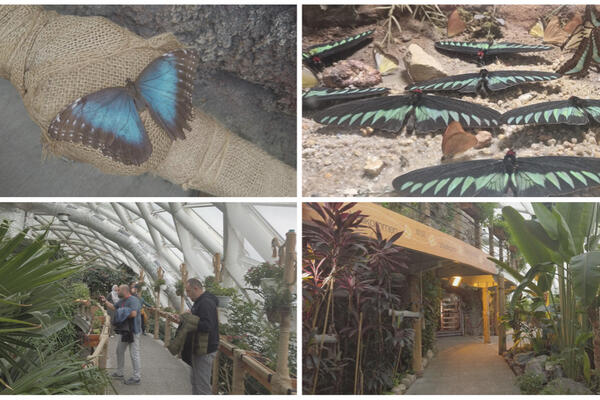 NAJVEĆI VRT LEPTIRA U EVROPI: Izgled će vas ODUŠEVITI, kao da ste u drugoj dimenziji, evo gde se NALAZI! (FOTO)