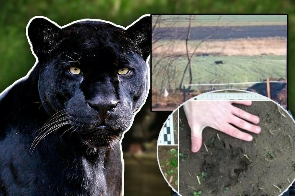 Crni panter / Ilustracija