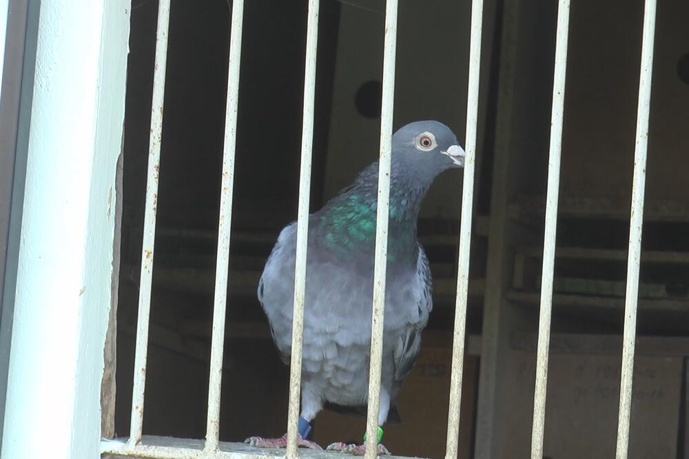 LJUDI SE KUNU U OVAJ TRIK: Uz pomoć jedne stvari GOLUBOVI sa terase bežaće KAO LUDI!