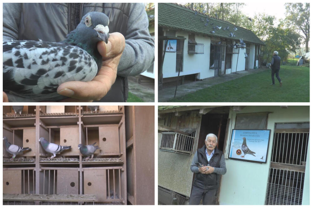 GOLUB SE VRATIO IZ ŠPANIJE, PRELETEO SKORO 2.000 KILOMETARA: Nešto ga je vuklo nazad u Tabanoviće - RODNI KRAJ!