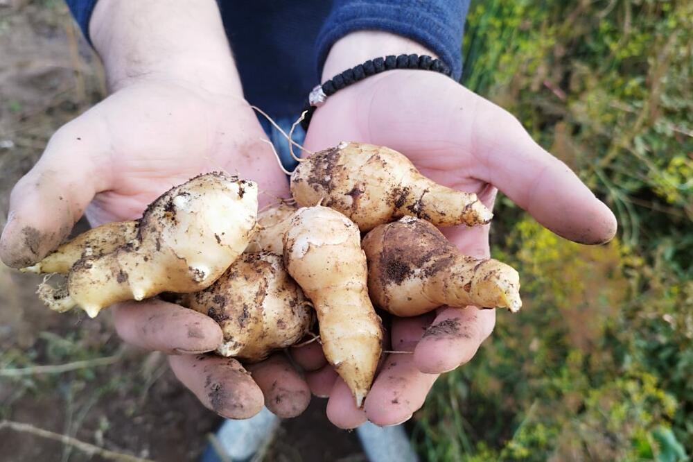 OVA BILJKA ĆE VAM REGULISATI PROBAVU I ŠEĆER U KRVI: Uvrstajte je u ISHRANU i gledajte kako vam JAČA IMUNITET