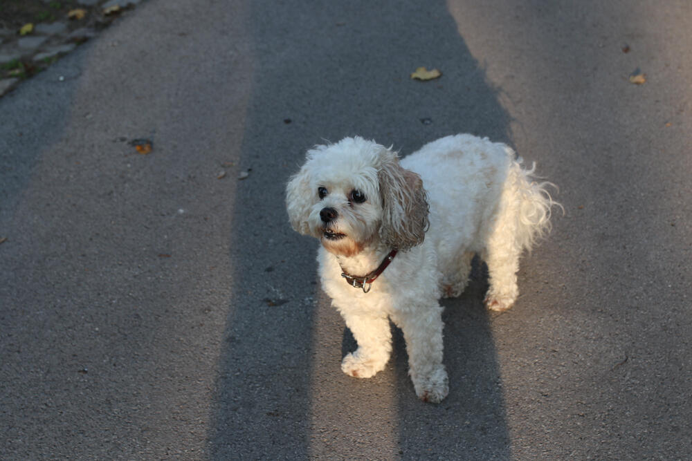 Espreso ljubimac, Pas, Kućni ljubimci