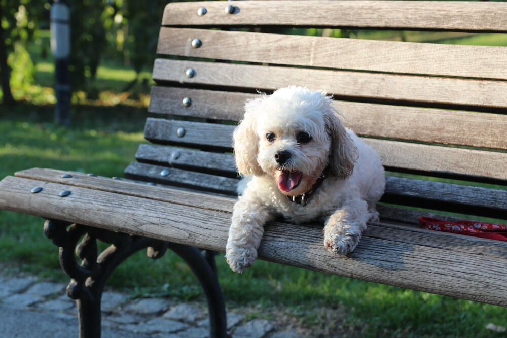 LEPE VESTI IZ JUŽNE KOREJE: Konačno zabranili konzumaciju psećeg mesa, kazne za prekršaj biće OGROMNE
