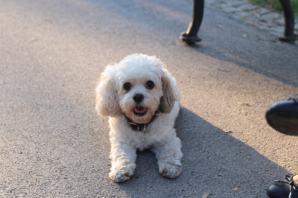 PRAVILO OD SEDAM SEKUNDI OTKRIVA DA LI JE PREVIŠE VRUĆE DA IZVEDETE PSA U ŠETNJU: Obratite pažnju na OVU stvar