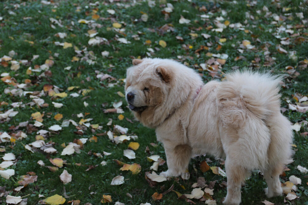 PAS ISKOPAO KUTIJU U ŠUMI, KADA SU JE OTVORILI NIJE IM BILO DOBRO: Ovakav "POKLON" nikada neće ZABORAVITI