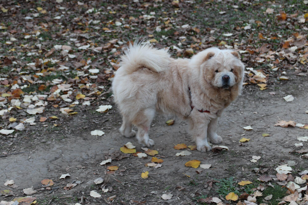 Espreso ljubimac, Pas, Kućni ljubimci
