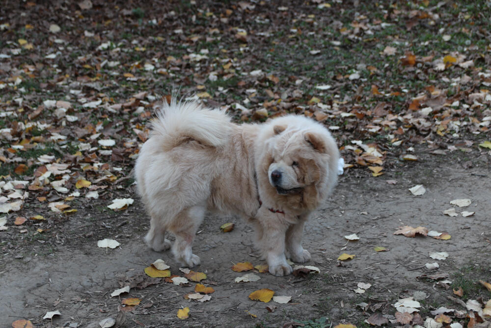 Espreso ljubimac, Pas, Kućni ljubimci
