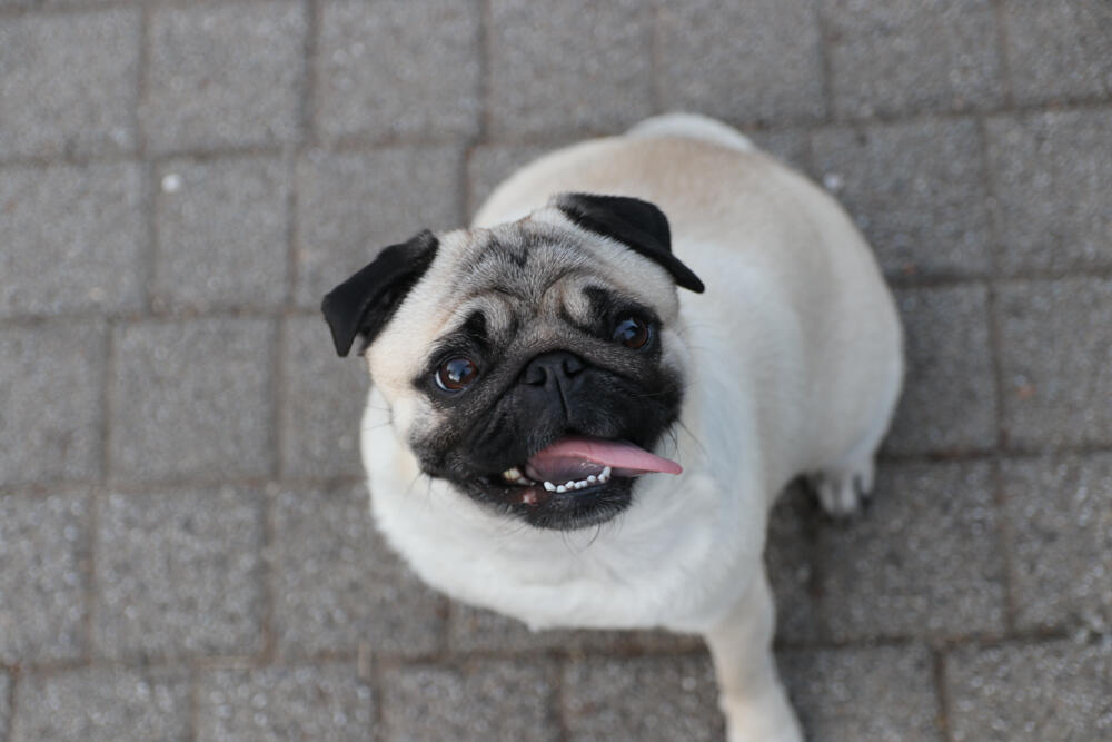 Espreso ljubimac, Pas, Kućni ljubimci