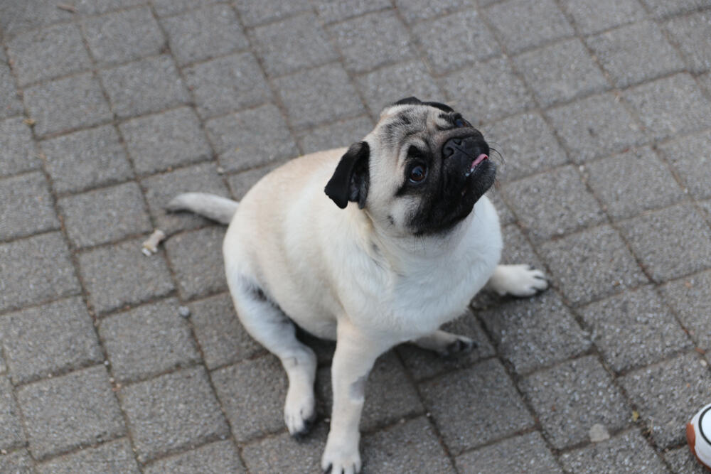 Espreso ljubimac, Pas, Kućni ljubimci