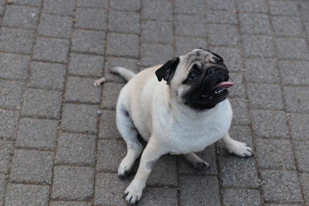 Espreso ljubimac, Pas, Kućni ljubimci