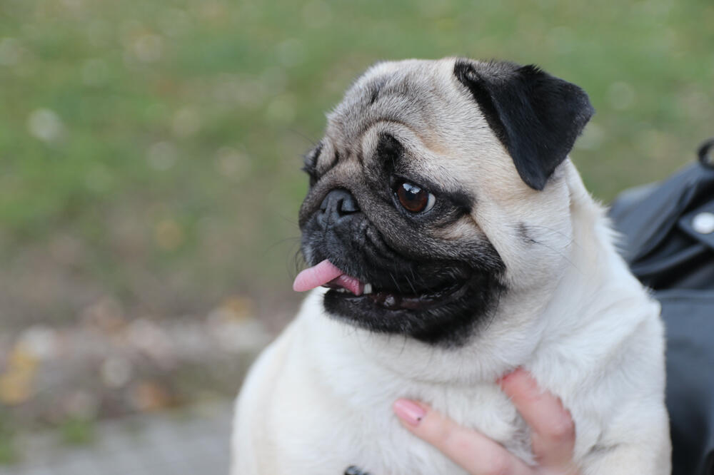 IZBEGAVAJTE DA RADITE OVE STVARI PSU PO SVAKU CENU! Evo šta NIKAKO NE PODNOSE i šta im izaziva STRES