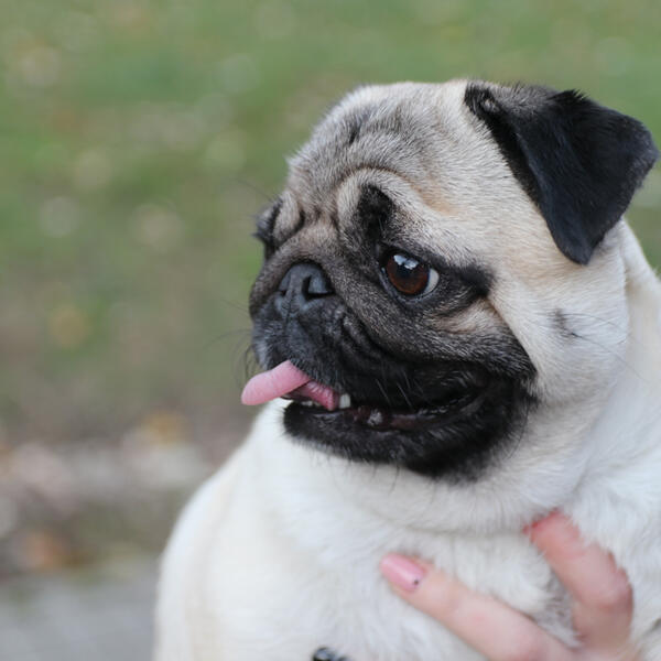 STRUČNJAK TVRDI DA OVE TRI RASE PASA NIJE DOBRO DRŽATI U STANU: Za njih je to MUČENJE (FOTO)