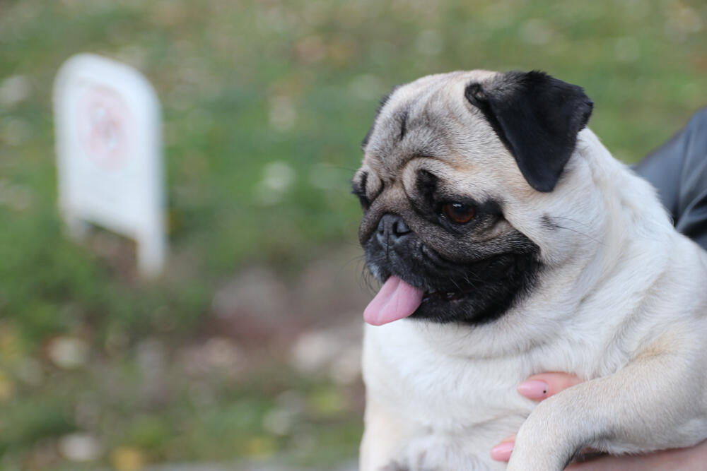 Espreso ljubimac, Pas, Kućni ljubimci