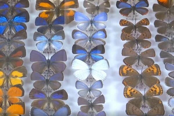 Popisani svi junanski leptiri