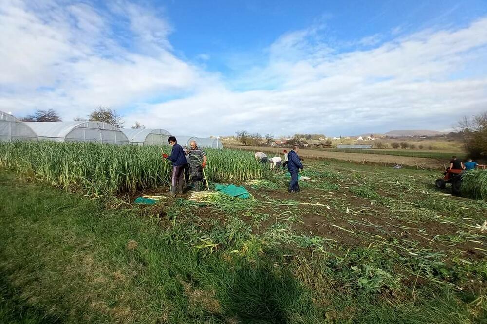 Dejana je korak po korak razvila proizvodnju ovog povrća: Otkrila tajnu svog biznisa, evo kako zarađuje