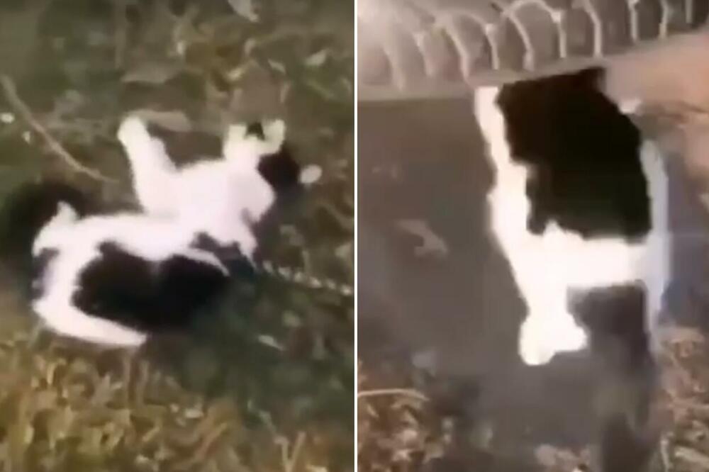 (UZNEMIRUJUĆI VIDEO) DA LI DECA U SRBIJI RASTU U MONSTRUME? Ovo što su uradili je UŽASNO, DOKLE VIŠE?!