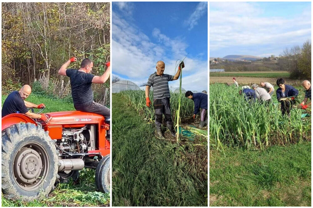 MILAN ZARADIO BRDO PARA UZ MALO MUKE! Neka da je ova hrana bila za SIROTINJU, njemu rodilo 6 tona! (FOTO)